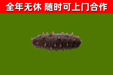 平顺县回收海参干